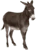 Burro