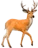 Veado